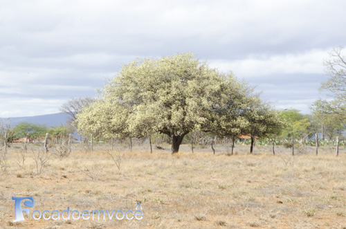 Sementes de Umbú - Spondias tuberosa - Árvore (Verão) - Atacado por Peso - Mundo das Sementes