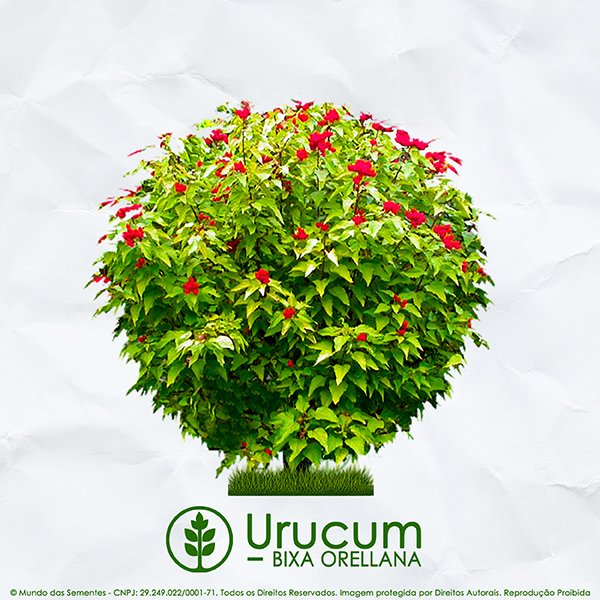 Sementes de Urucum / Colorau - Arbusto - Bixa orellana - Mundo das Sementes