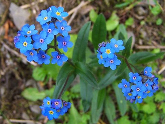 Sementes de Miosotis Alpestris Azul - Feltrin