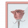 Quadro Decorativo Rosa Seca com Moldura Metal Rose Gold