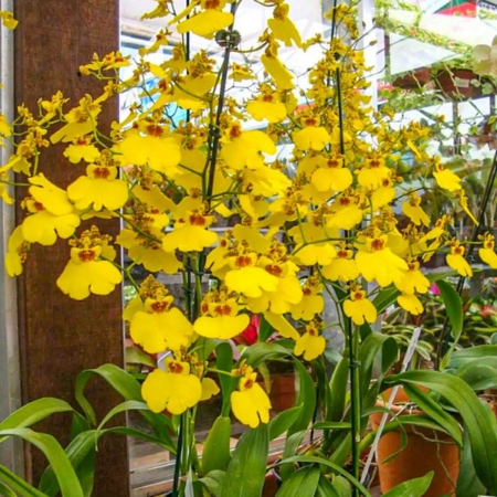 Orquídea Chuva De ouro (Oncidium Aloha) Adulto