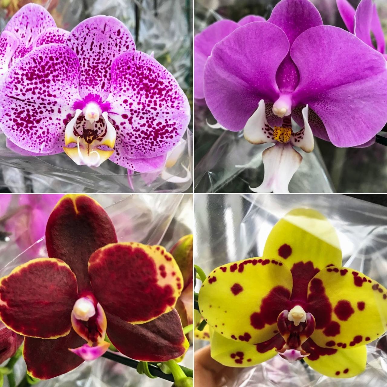 kit 5 Mudas Orquídea Phalaenopsis - ORQUIDEA GARDEN