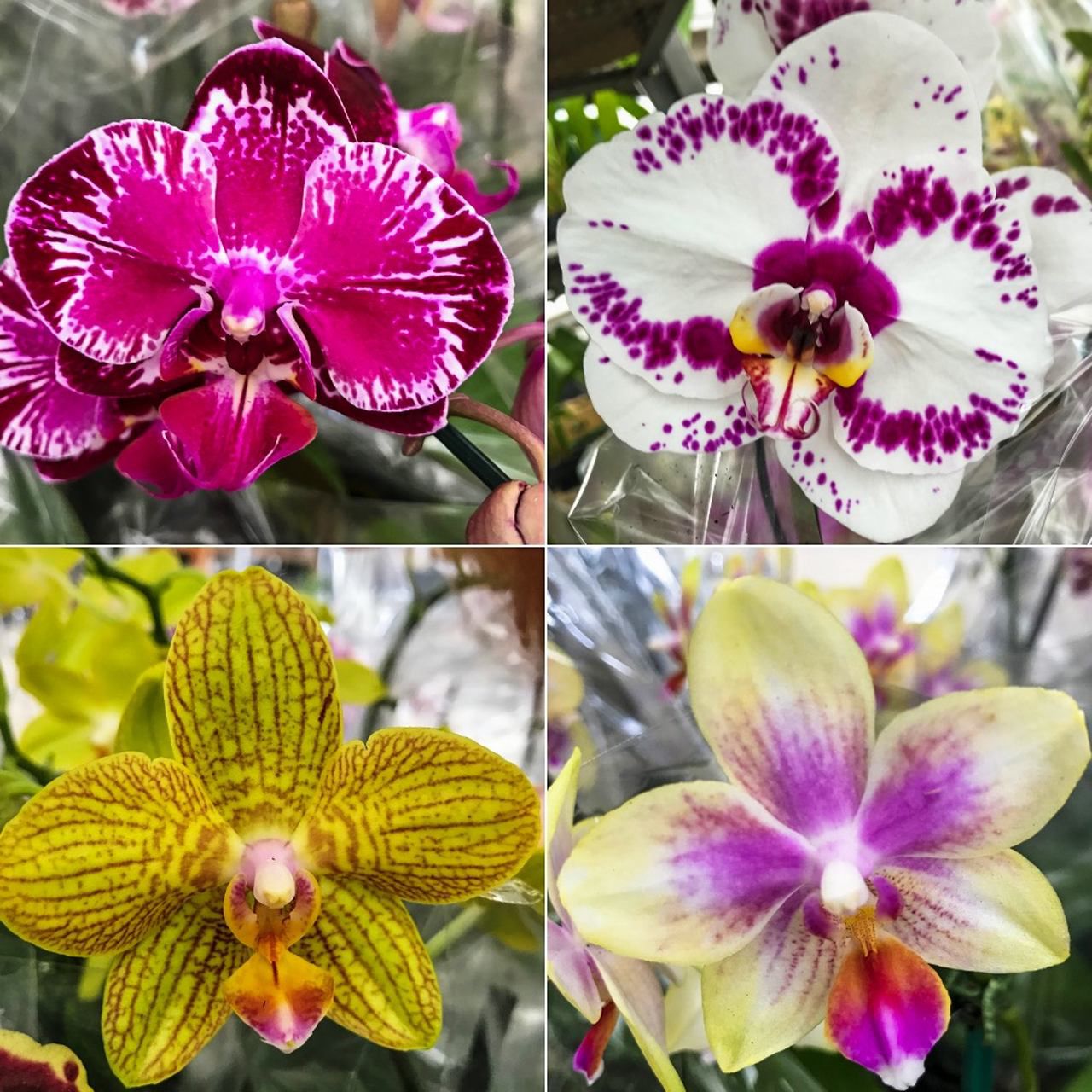 kit 5 Mudas Orquídea Phalaenopsis - ORQUIDEA GARDEN