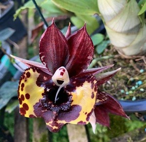 Orquídea Catasetum Cernum Fimbriatum  - ORQUIDEA GARDEN