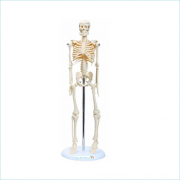 Esqueleto escolar articulado 45 cm