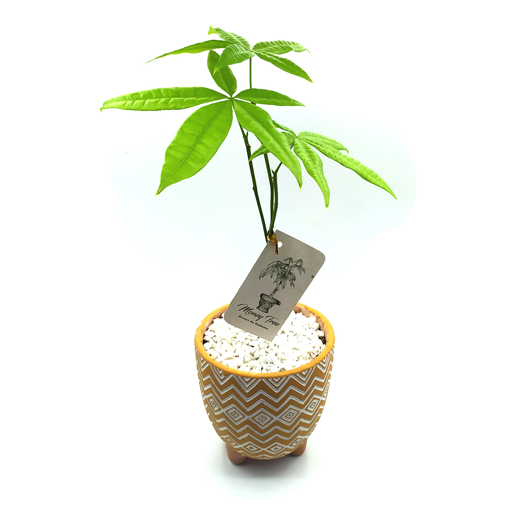 Vaso em Cerâmica Tupi com Árvore do Dinheiro (Média)