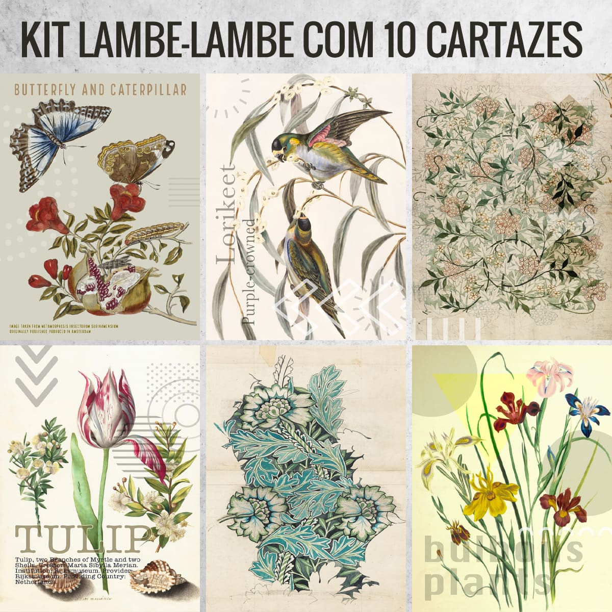 Kit de Lambe Lambe adesivo - Botanica