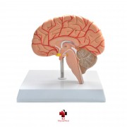 Anatomia do Cérebro - Lado Direito