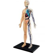 Anatomia do Corpo Humano