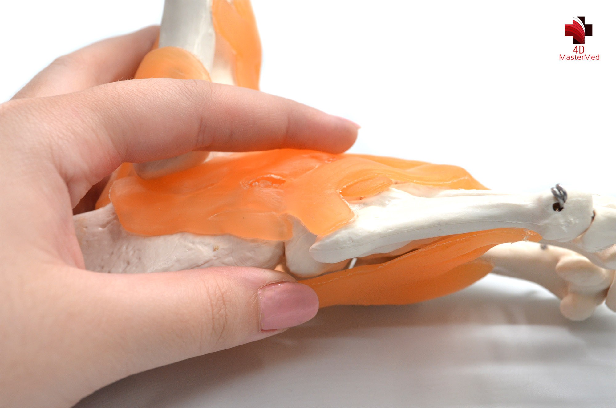 Anatomia da Articulação do Pé com ligamento  - 4D MasterMed
