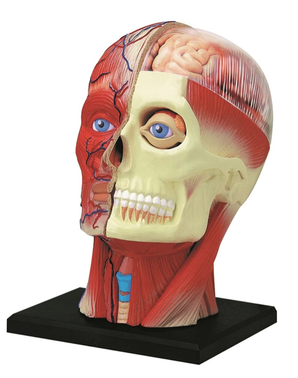 Anatomia da Cabeça Humana   - 4D MasterMed