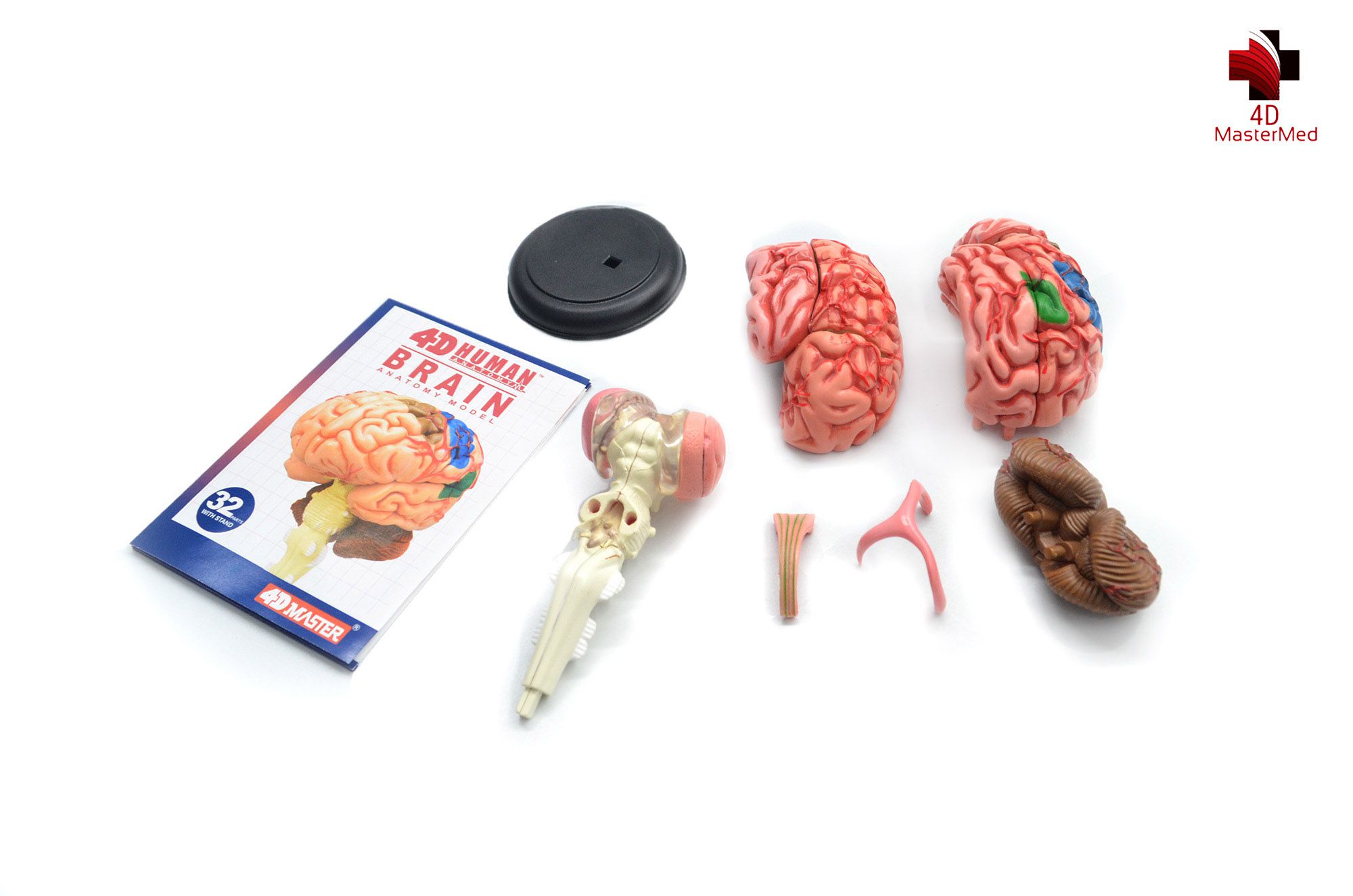 Anatomia do Cérebro  - 4D MasterMed