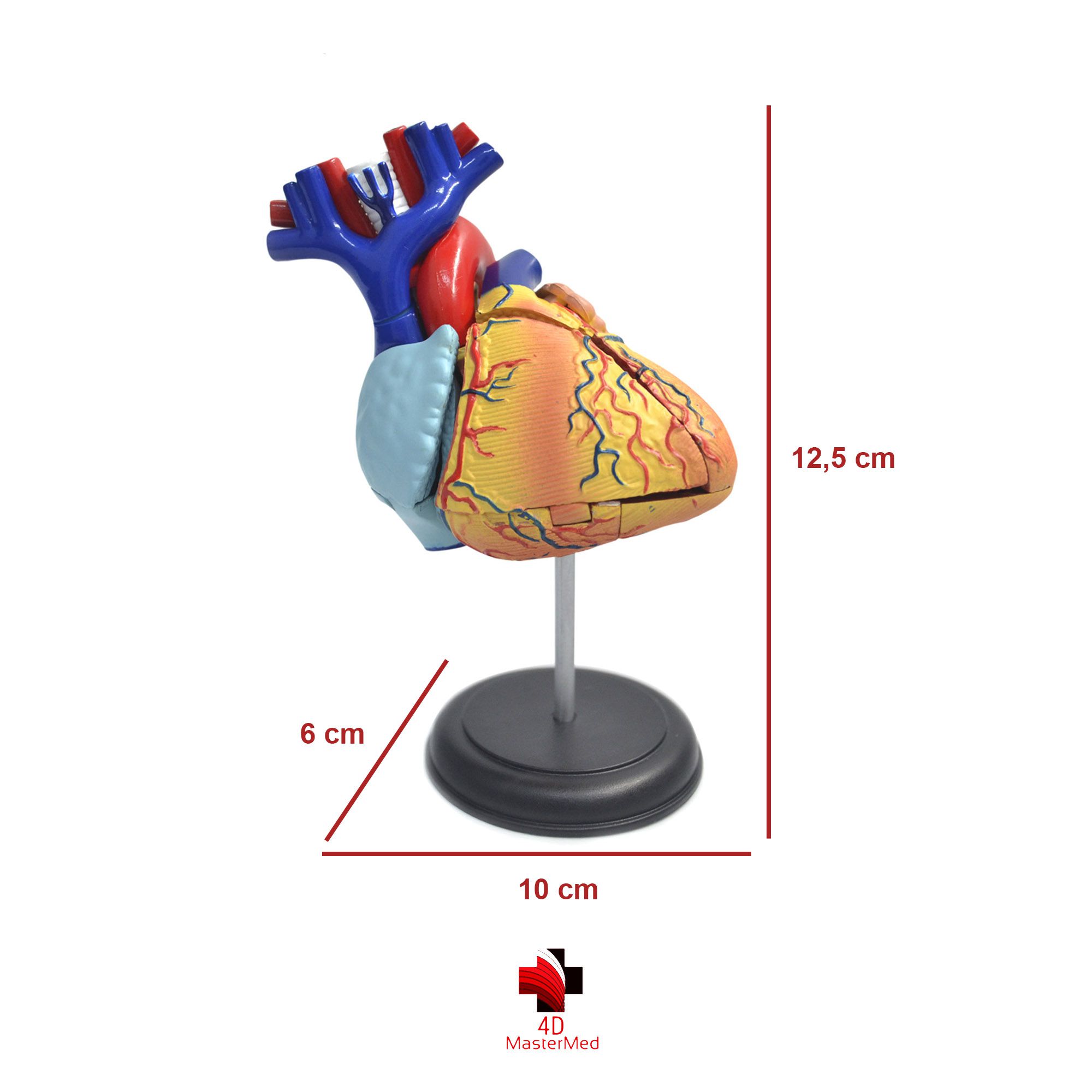 Anatomia do Coração Humano - 4D MasterMed