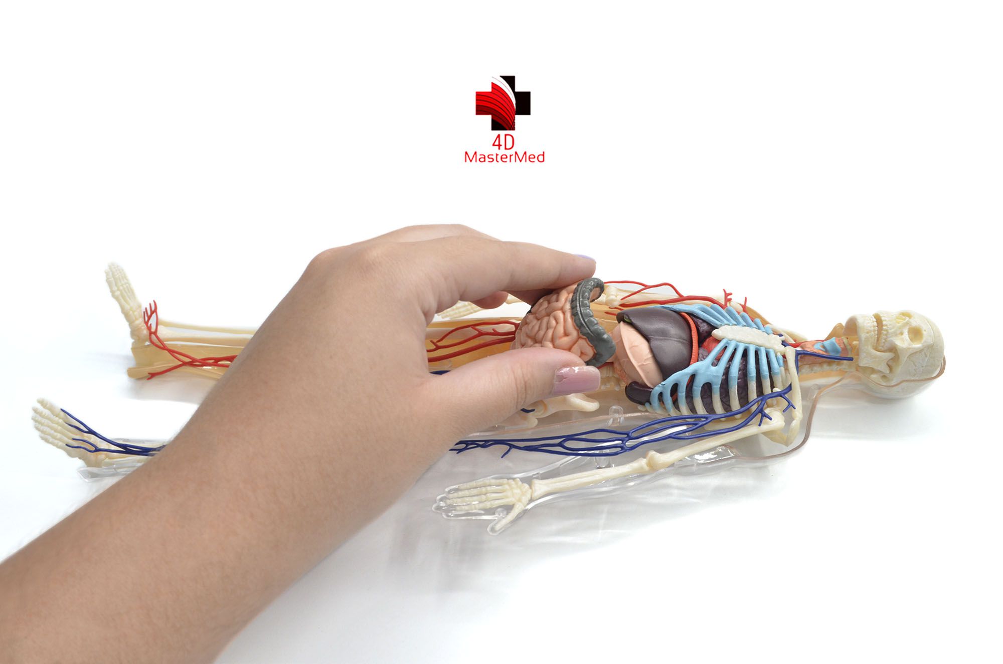 Anatomia do Corpo Humano - 4D MasterMed