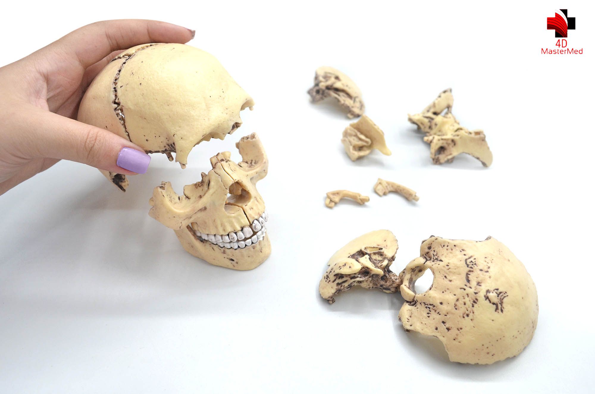 Anatomia do Crânio - 4D MasterMed