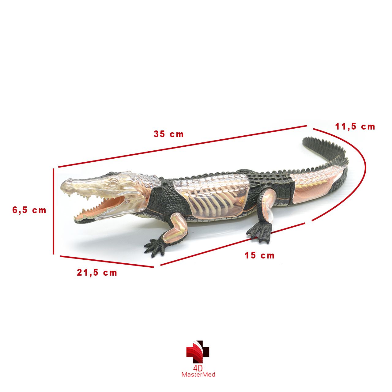 Anatomia do Crocodilo - 4D MasterMed