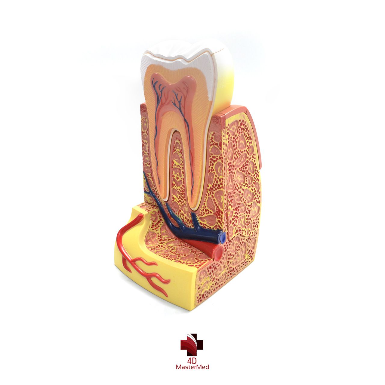 Anatomia do Dente Molar  - 4D MasterMed