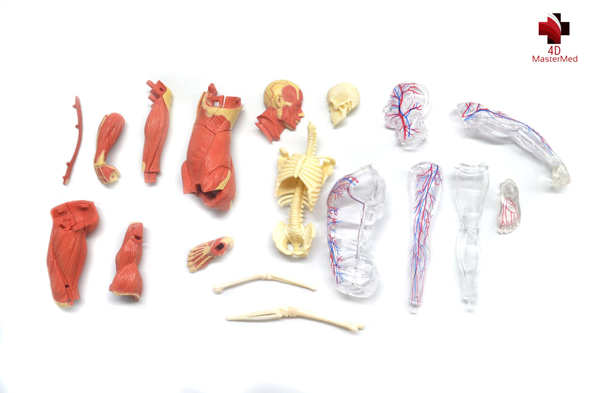 Anatomia do Esqueleto e Músculos Humano  - 4D MasterMed