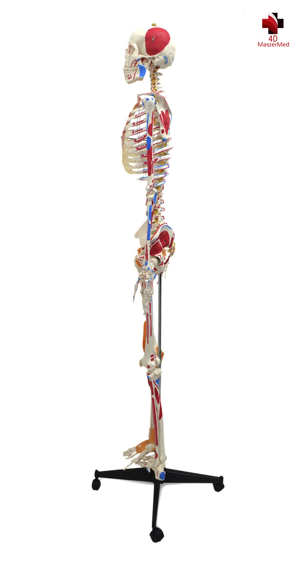 Anatomia do Esqueleto Humano 1,80 articulado com ligamentos e músculos - 4D MasterMed