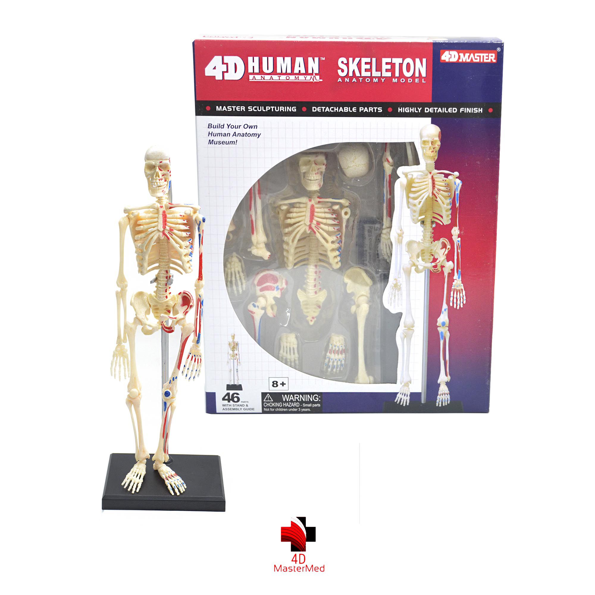 Anatomia do Esqueleto Humano - 4D MasterMed