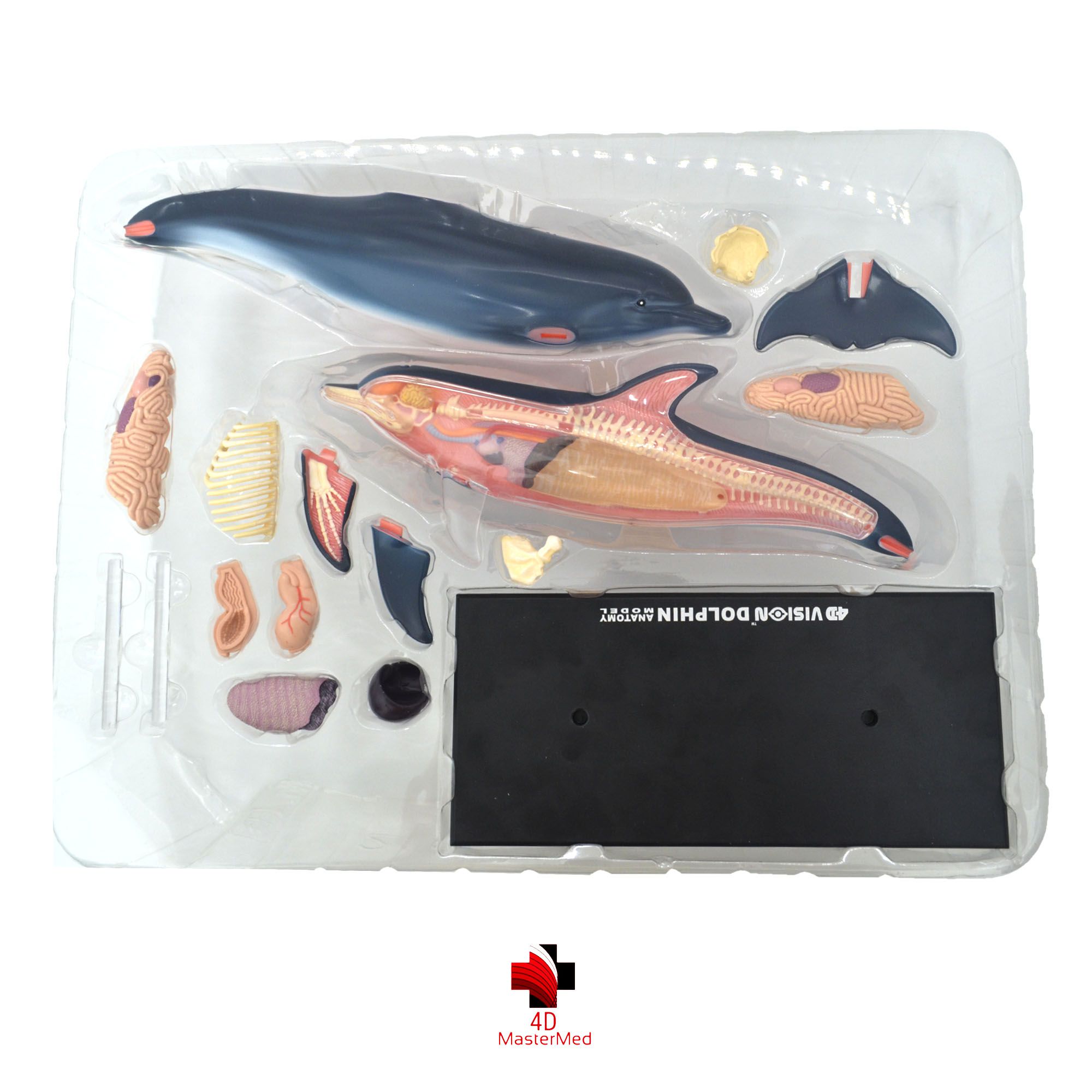 Anatomia do Golfinho - 4D MasterMed