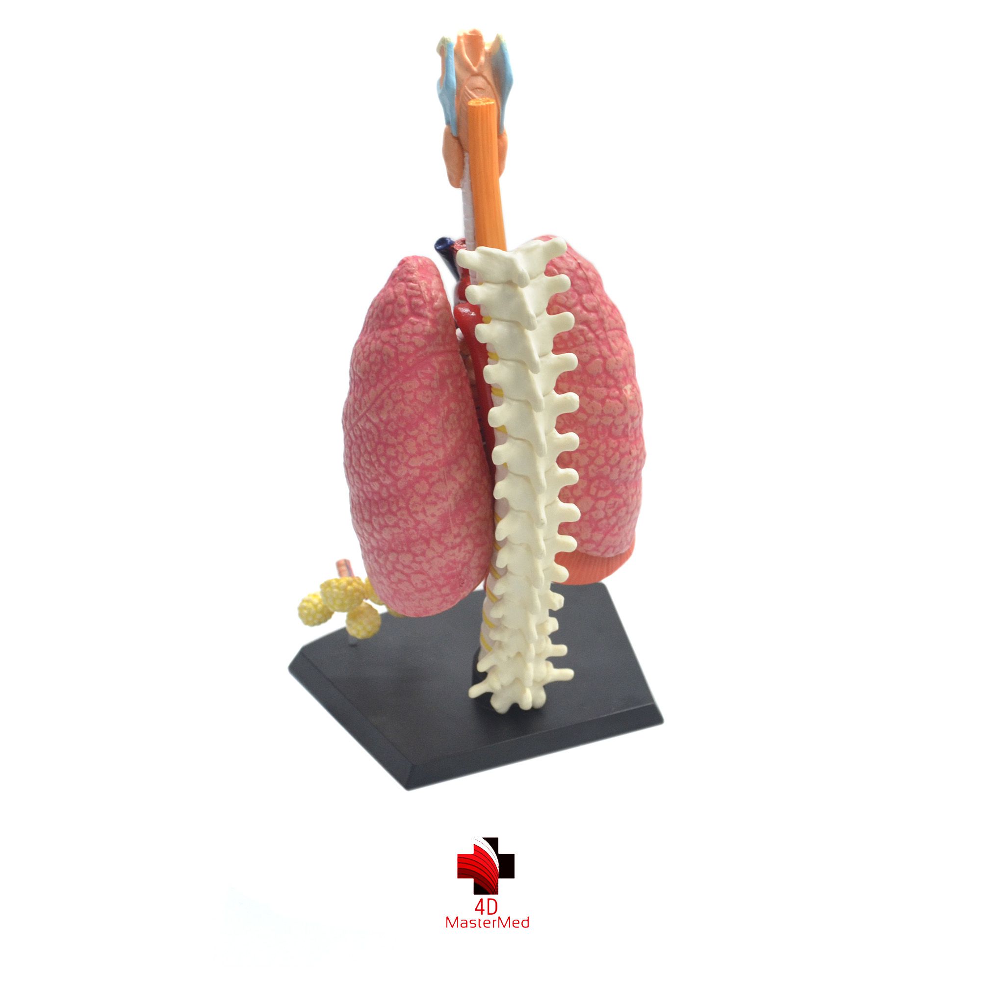 Anatomia do Sistema Respiratório  - 4D MasterMed