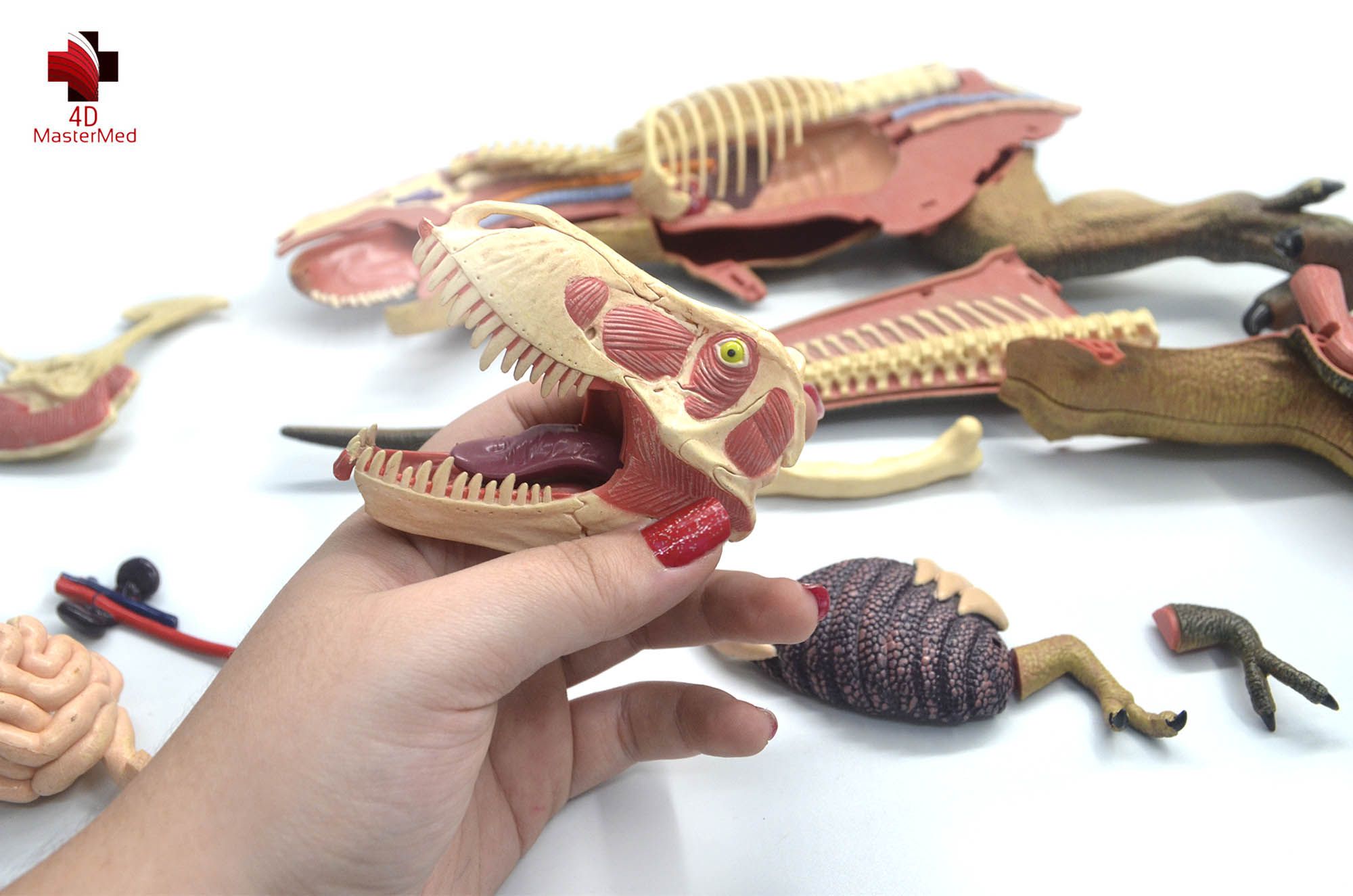 Anatomia do Tiranossauro Rex - 4D MasterMed
