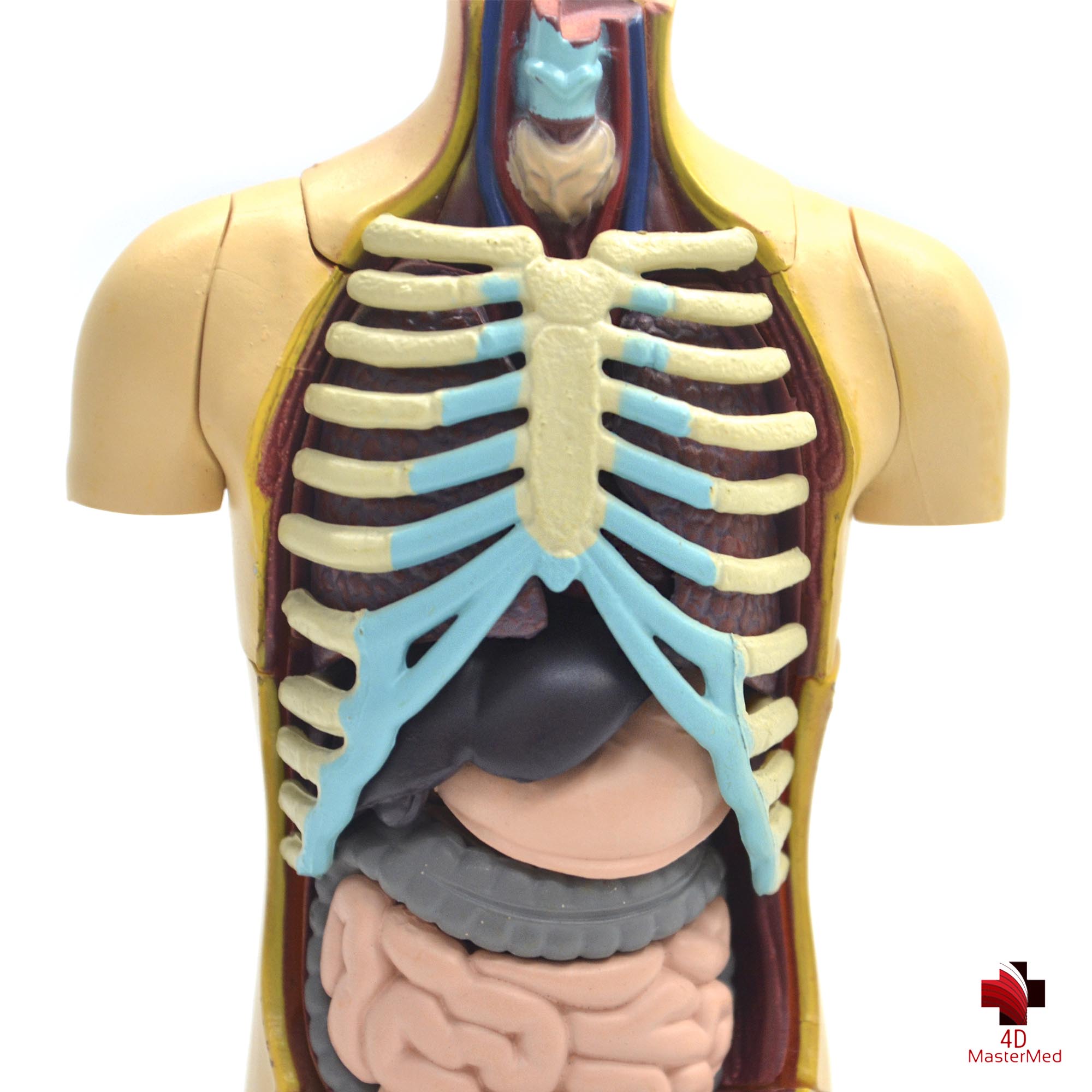 Anatomia do Torso Humano  - 4D MasterMed