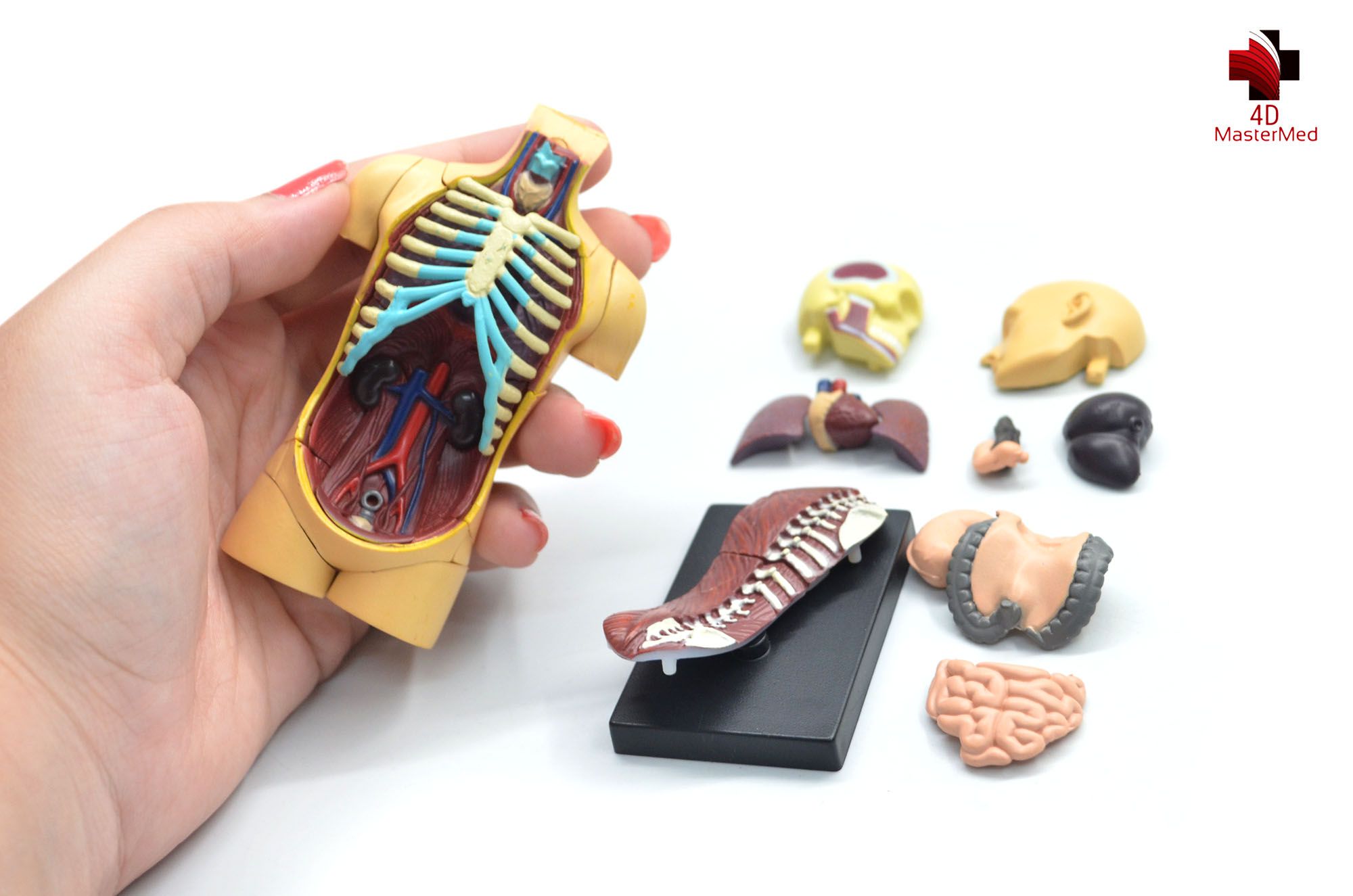 Anatomia do Torso Humano  - 4D MasterMed