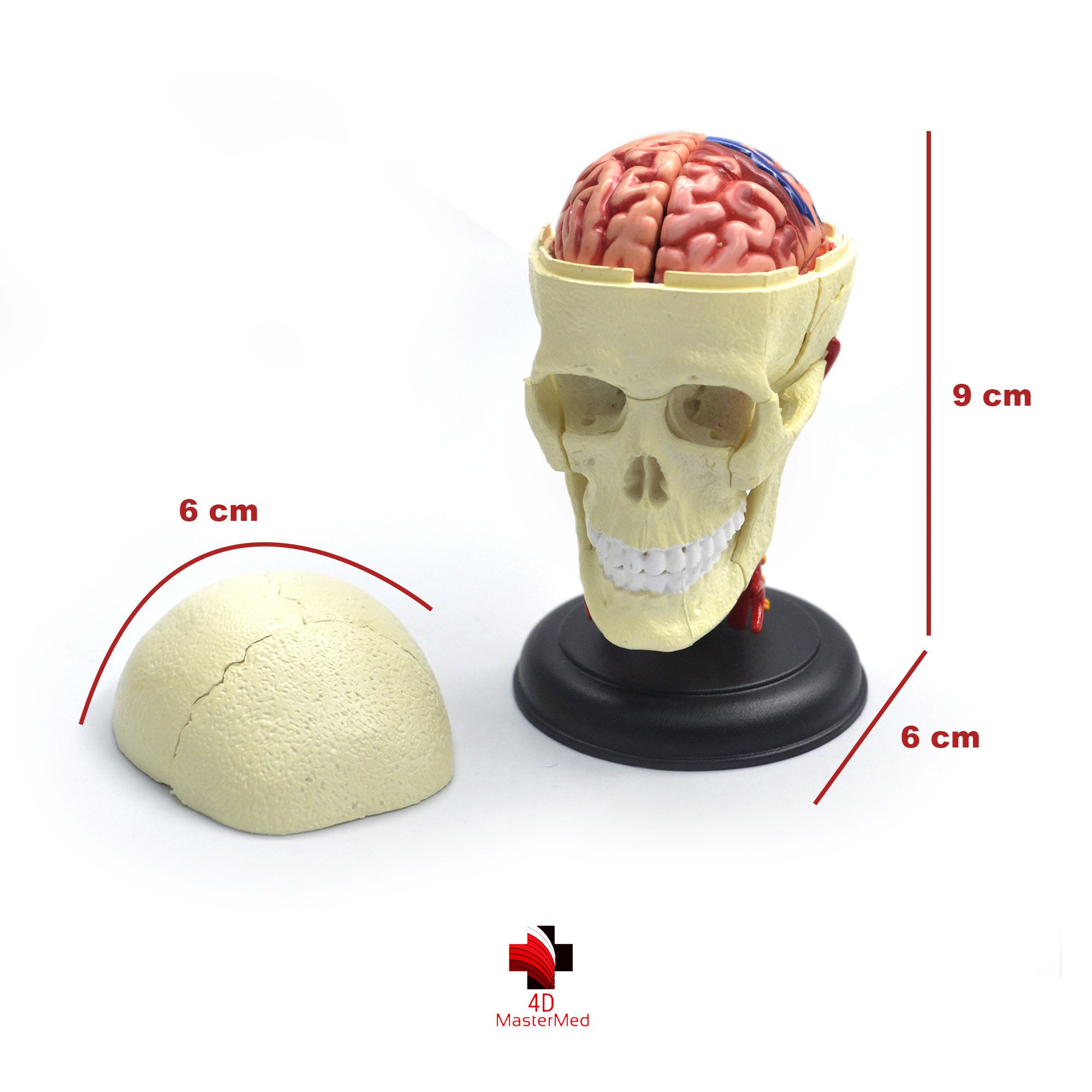 Kit anatomia humana - Cérebro e Crânio e Nervos  - 4D MasterMed