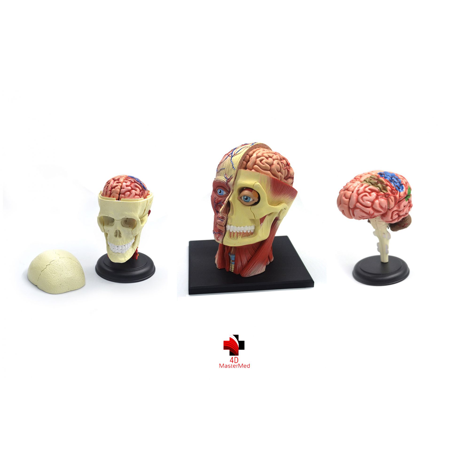 Kit anatomia humana - Crânio e Nervos, Cérebro e Cabeça  - 4D MasterMed