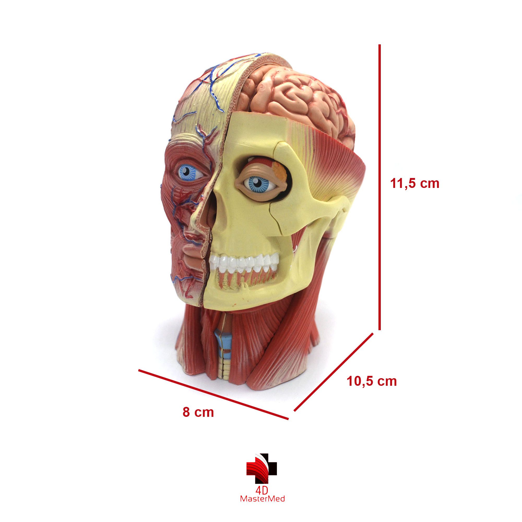 Kit anatomia humana - Crânio e Nervos, Cérebro e Cabeça  - 4D MasterMed