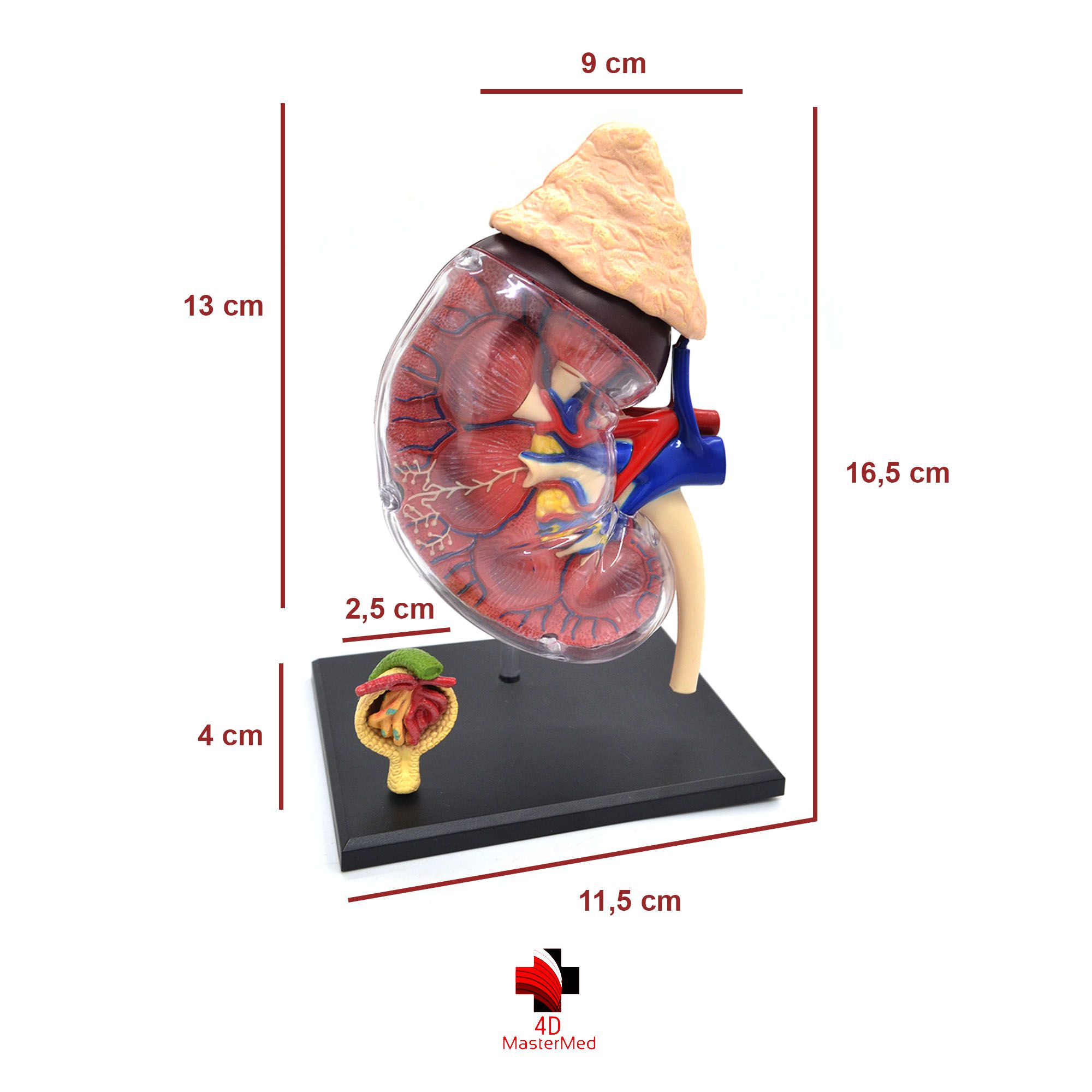 Kit Anatomia Humana - Rim, Órgão Reprodutor Feminino e Sistema Respiratório - 4D MasterMed