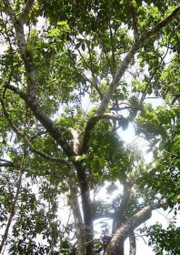 Muda de Pau D'Alho - Gallesia integrifolia