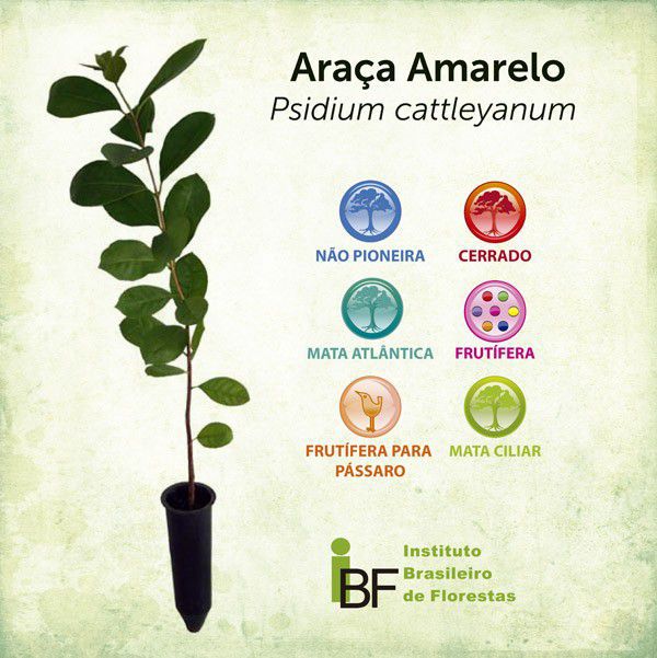 Muda de Araça Amarelo - Psidium cattleianum