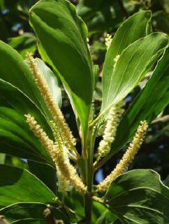 Muda de Acácia Australiana - Acacia mangium