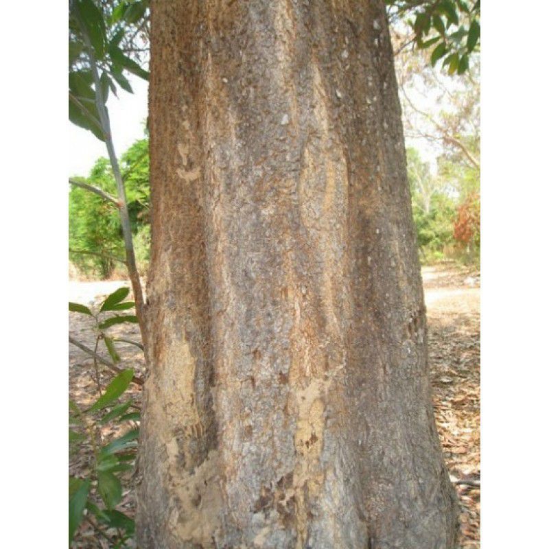 Muda de Acácia Australiana - Acacia mangium