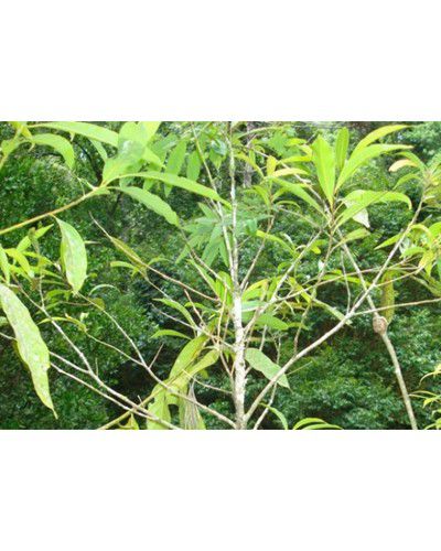 Muda de Canelinha - Nectandra megapotamica