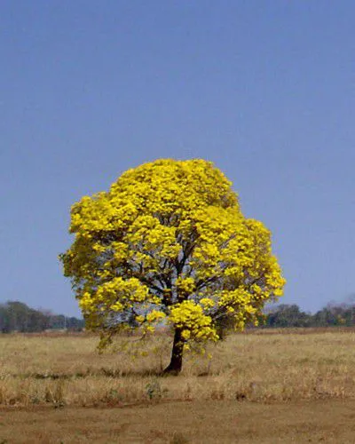 Muda de Ipê Amarelo - Handroanthus ochraceus