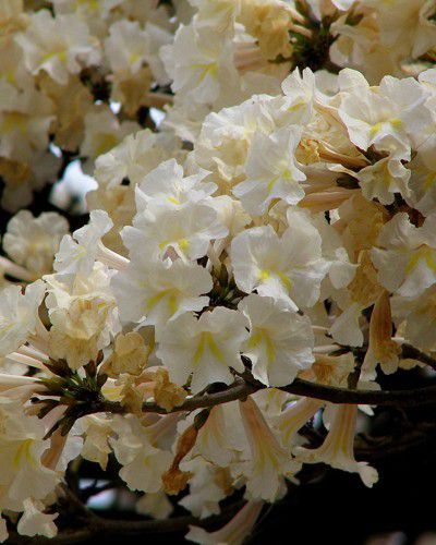 Muda de Ipê Branco - Handroanthus rosea - Alba