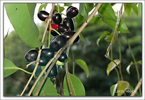 Muda de Jambolão - Syzygium jambolanum