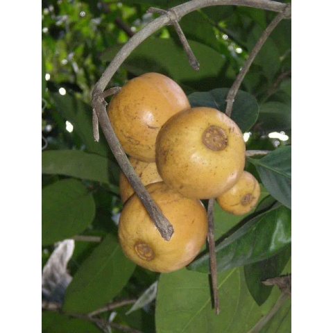 Muda de Laranja de macaco - Posoqueria latifolia