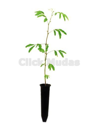 Muda de Maricá - Mimosa bimucronata