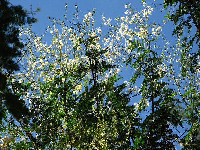 Muda de Maricá - Mimosa bimucronata