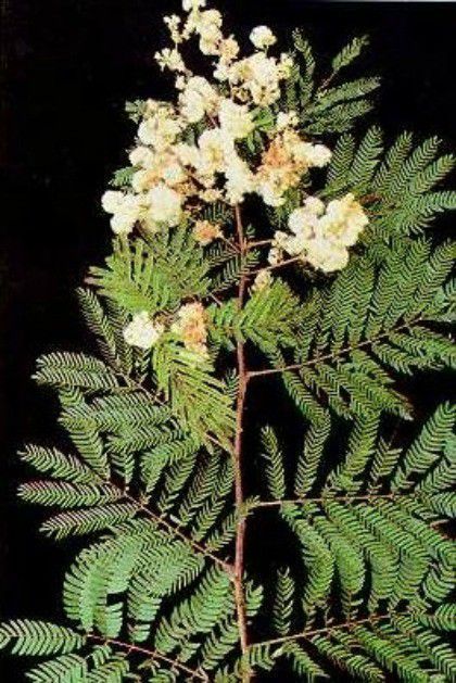 Muda de Monjoleiro - Senegalia polyphylla