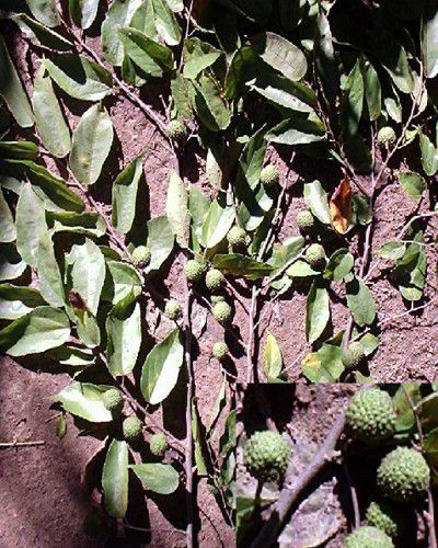 Muda de Mutambo - Guazuma ulmifolia