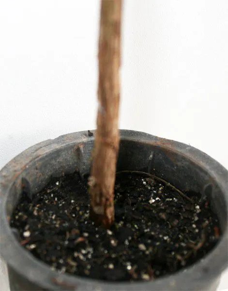 Muda de Quaresmeira - Tibouchina granulosa