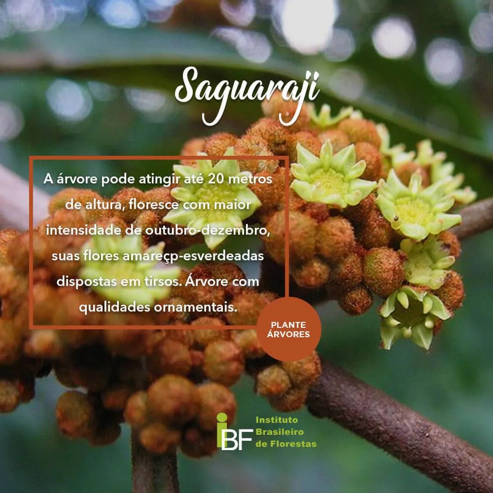 Muda de Saguaraji - Colubrina glandulosa