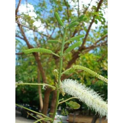 Muda de Sansão do Campo - Mimosa Caesalpinifolia