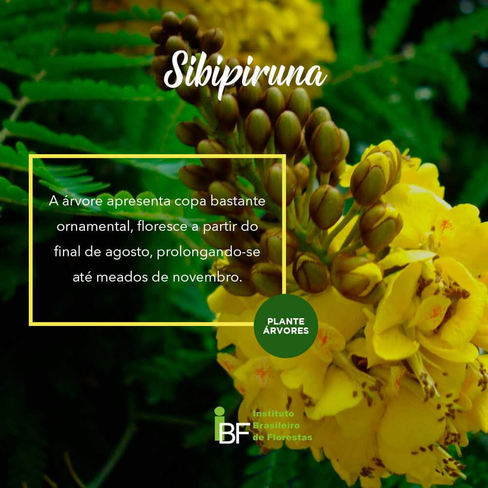 Muda de Sibipiruna - Caesalpinia pluviosa
